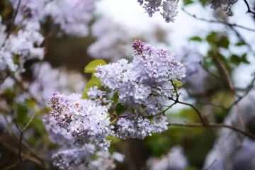 Detail rozkvetlých květů šeříku ve světle fialové a bílé barvě. V popředí jsou vidět hrozny drobných květů, které tvoří typické shlukové květenství šeříku. Pozadí je jemně rozostřené, tvořené dalšími květy šeříku a zelenými listy, což vytváří hloubku obrazu. Celkový dojem je jarní, svěží, s jemnými pastelovými tóny fialové a zelené.